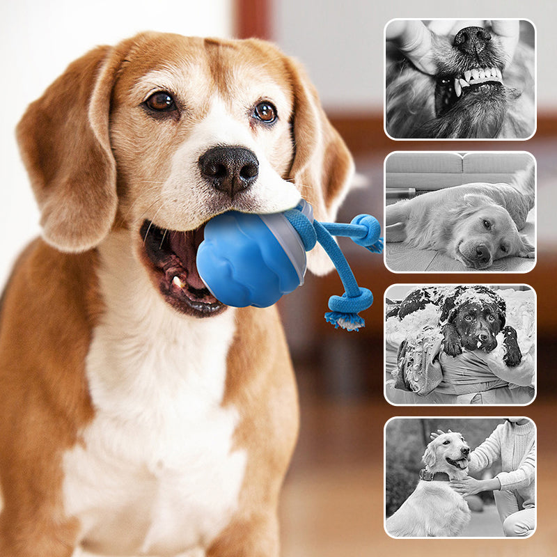 🐾 ¡Mitad de Precio! Pelota Interactiva para Mascotas – Juguete Calmante, Ideal para Perros y Gatos 🎉🎁