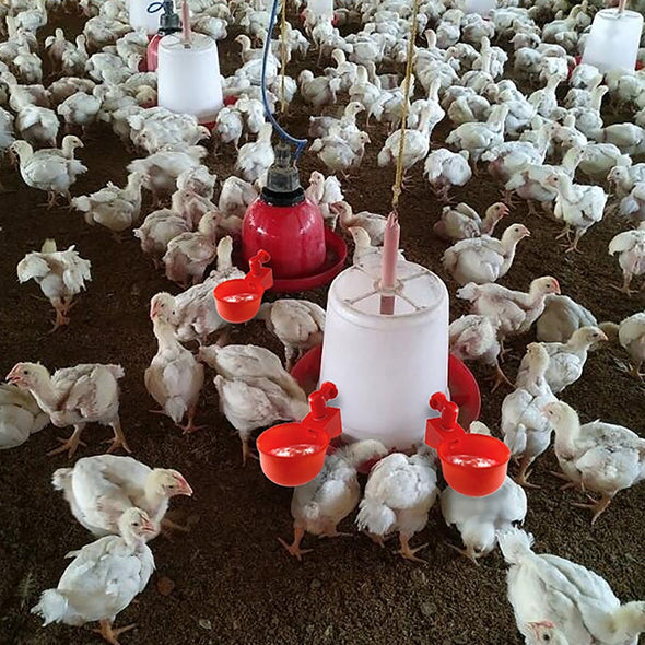 ⏰🔥 ¡50% DE DESCUENTO POR TIEMPO LIMITADO! 🐔 Bebedero Automático para Aves – Fácil de Instalar y Mantén Siempre Agua Limpia 💧✨