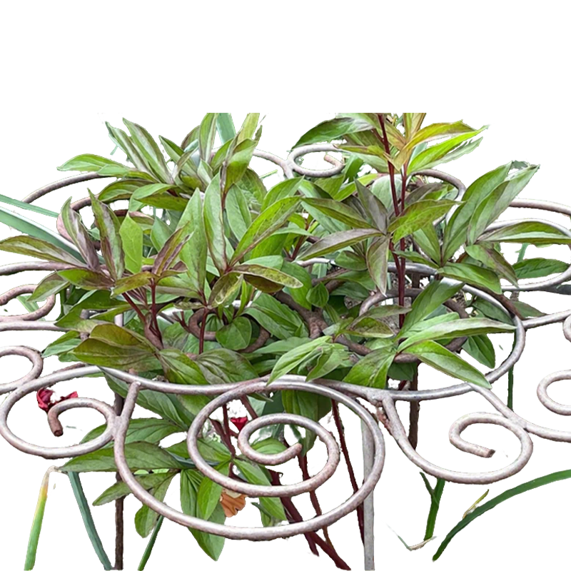 ⏰🔥 ¡50% DE DESCUENTO POR TIEMPO LIMITADO! 🌿 Soporte Resistente para Plantas y Flores – Mantén tus Plantas Firmes y Hermosas Todo el Año ✨💚